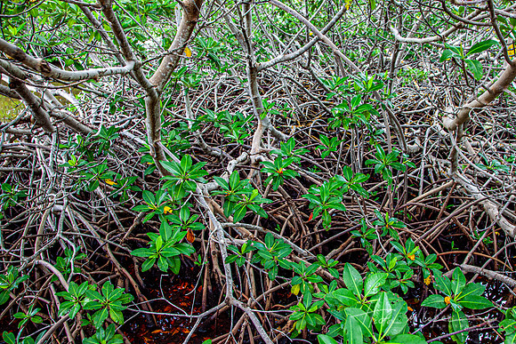 Mangrove