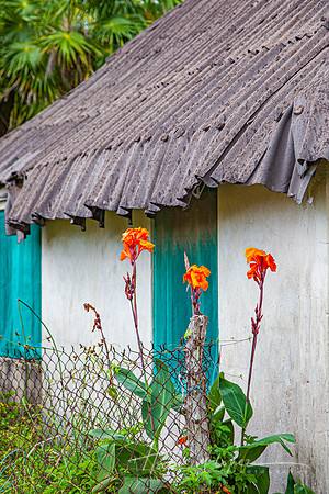 Flores con Casa