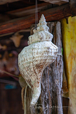 Shell on a String