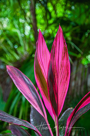 Two red leaves