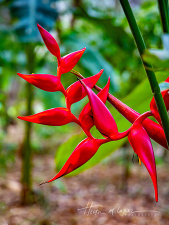 Jungle Red