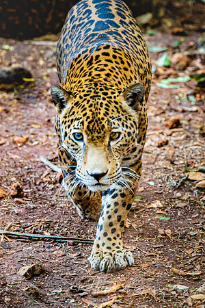Jaguar