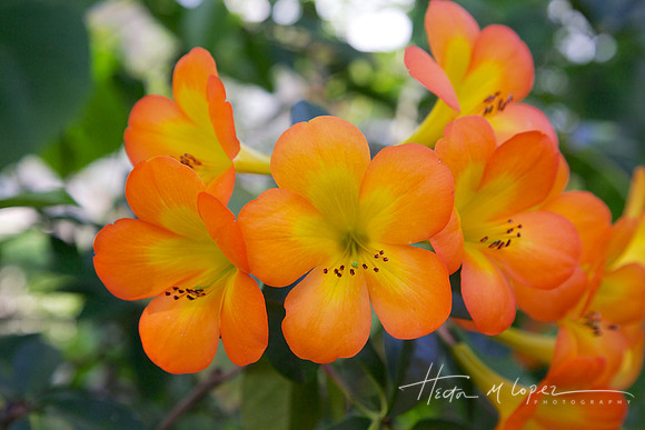 Orange!