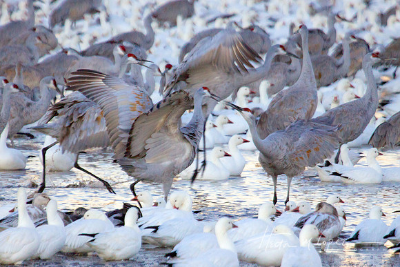 Sandhill Cranes Dance