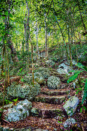 Yucatan Jungle Stairs