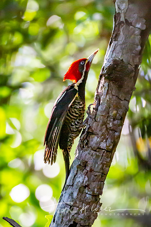 Pileated Woodpecker