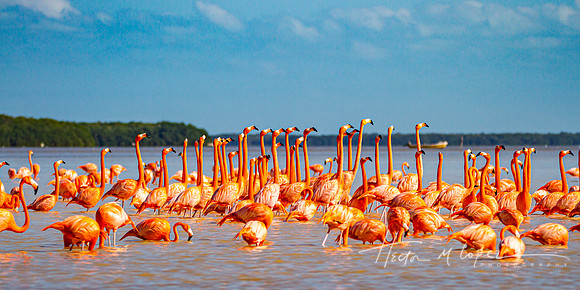 Flamboyance