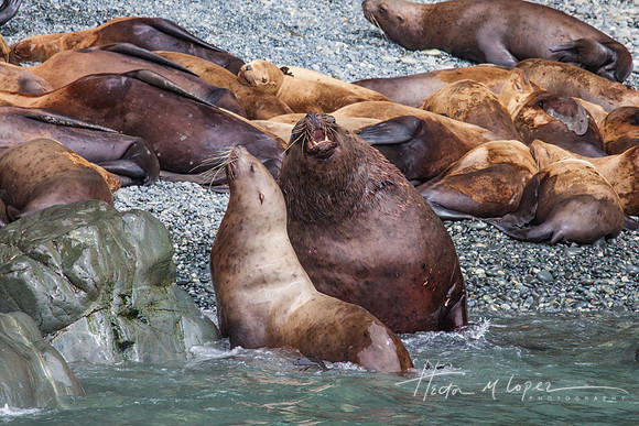 Sea Lion Serenade