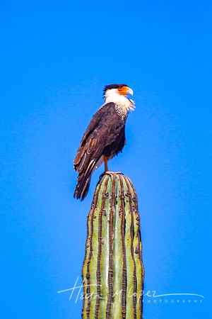 Crested Caracara