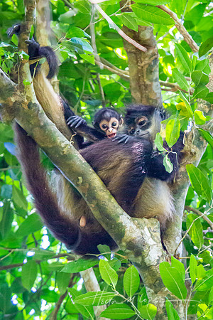 Spider monkey baby