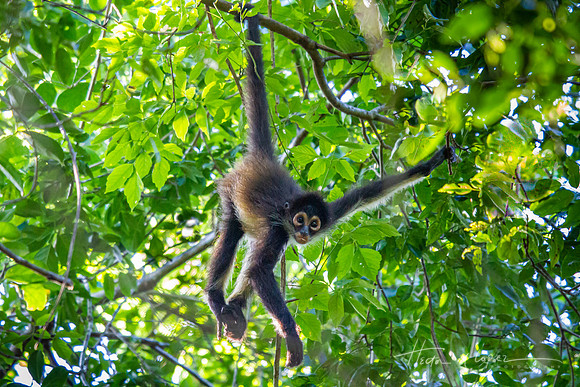 Spider monkey