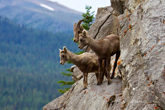 Bighorn Lambs