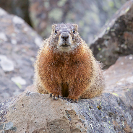 Marmot Face_