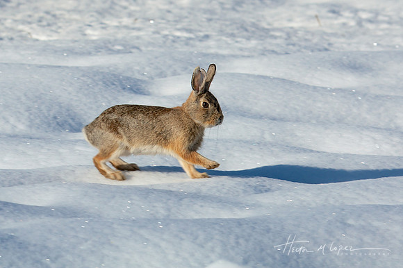 Snowy Rabbit