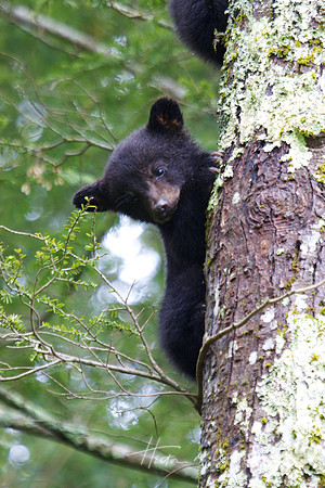 Bear Cub in Tree