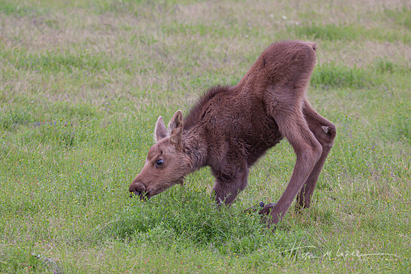 Baby Moose