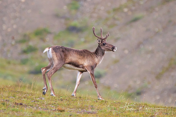Young Caribou