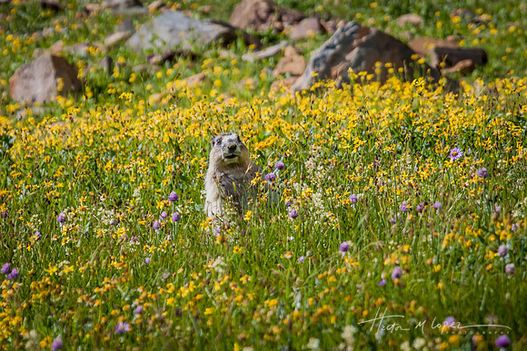 Floral Marmot