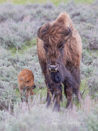 Bison and Calf Strolling_