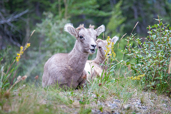 Big Horn Lamb Smiling