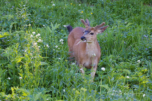 Blacktail Deer