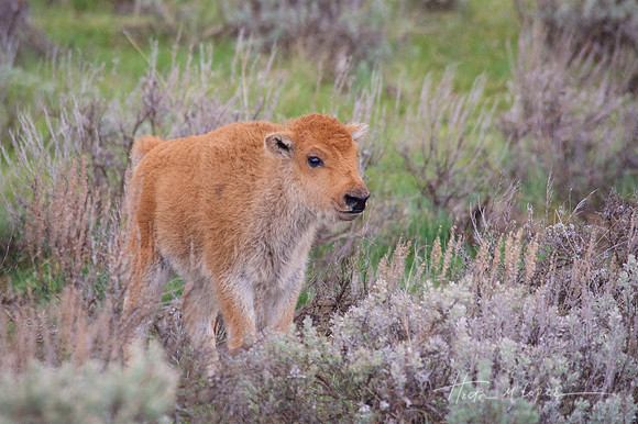 Bison Calf Potrait