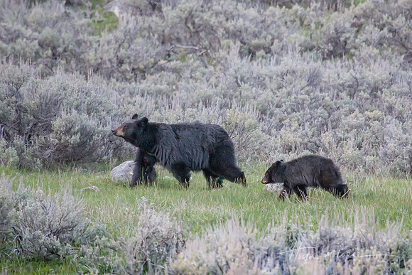 Black Bear mom and cub_