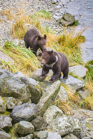 Grizzly Cubs on Rocks
