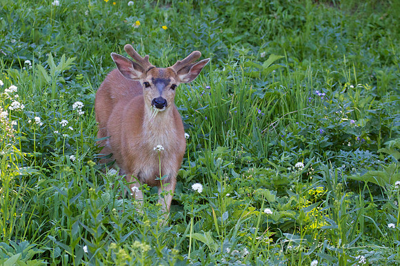 Black Tailed Deer