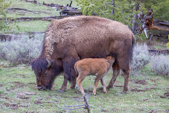 Bison Calf Nursing