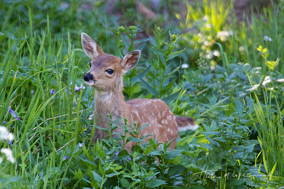 Baby Deer