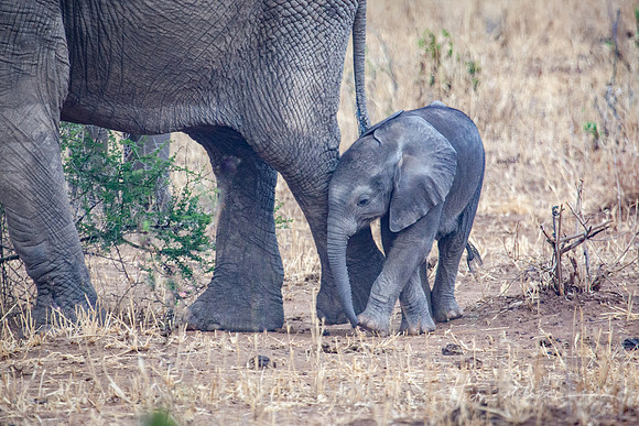Little One