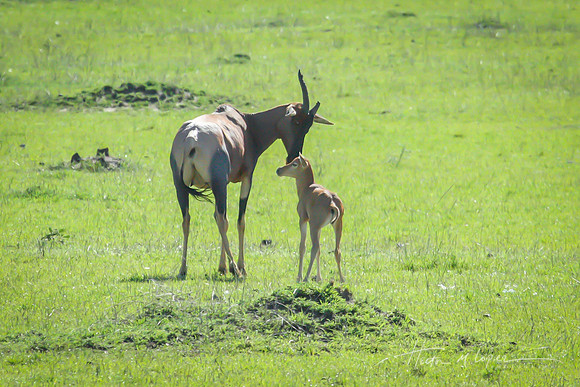 Topi with Calf