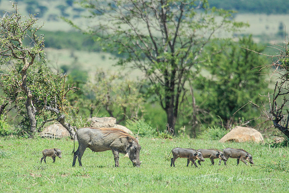 Warthog and 4 Piglets