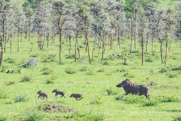 Warthog Mom and 3 Piglets Running