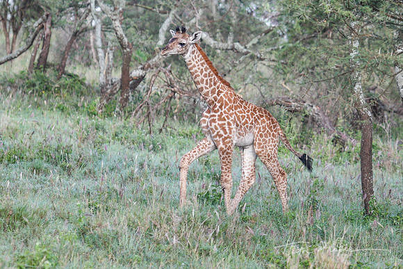 Giraffe Baby Walking