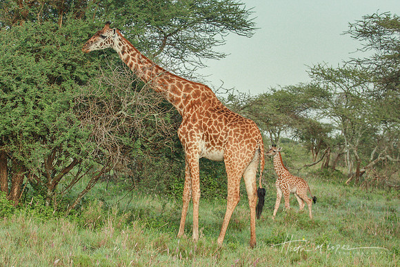 Tiny Giraffe and Mom