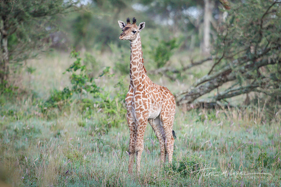 Giraffe Baby