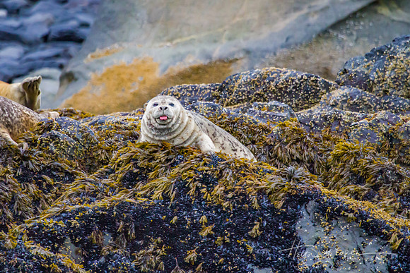 Funny Seal