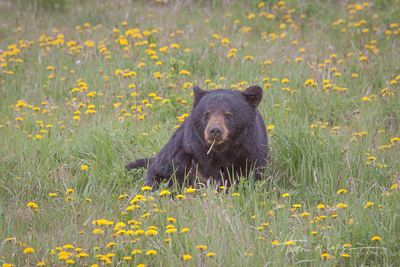 Dandelion Bear