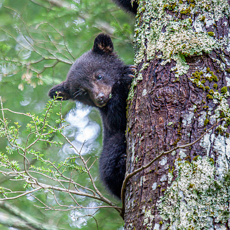 bear cub in tree