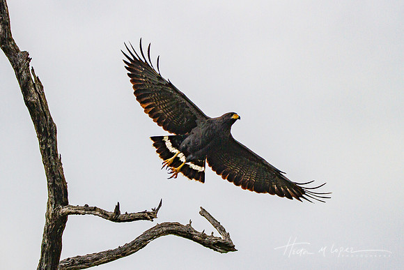 Black Hawk Flying