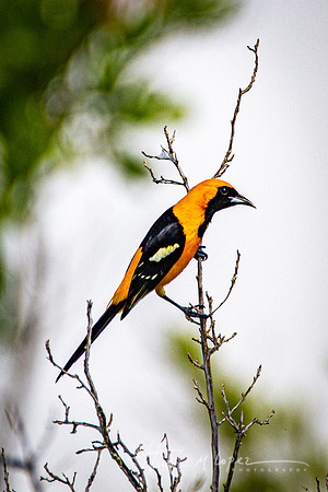 Hooded Oriole