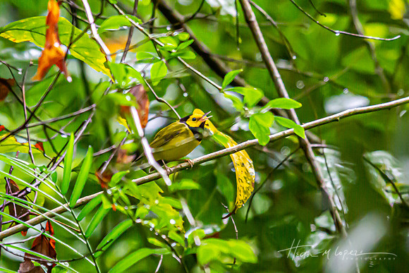 Hooded Warbler