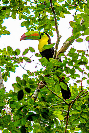 Keel Billed Toucan