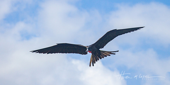 Magnificent Frigatebird Close Up