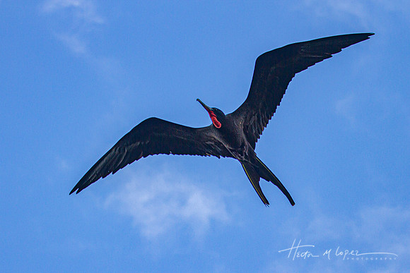Magnificent Frigatebird Male in Flight