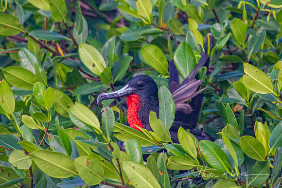 Magnificent Frigatebird Male Perched Close Up