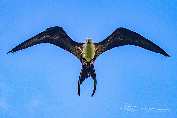 Magnificent Frigatebird Stare