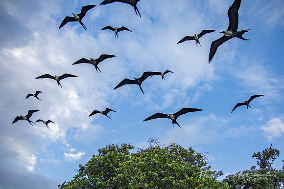 Magnificent Frigatebirds at the Mouth of the Rio Huach